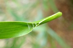 Adoxophyes privatana