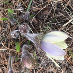 Pulsatilla patens