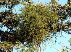 Viscum verrucosum