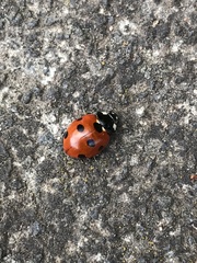 Coccinella septempunctata