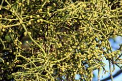 Viscum verrucosum