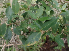 Chionanthus foveolatus