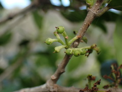 Chionanthus foveolatus