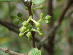 Chionanthus foveolatus
