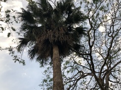 Livistona chinensis