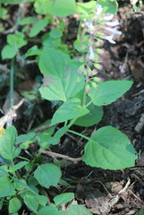 Orthosiphon suffrutescens