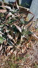 Aloe × schimperi