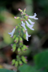 Orthosiphon suffrutescens