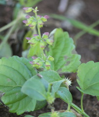 Orthosiphon suffrutescens