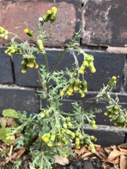 Senecio vulgaris