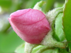 Pseudocydonia sinensis