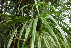 Freycinetia formosana