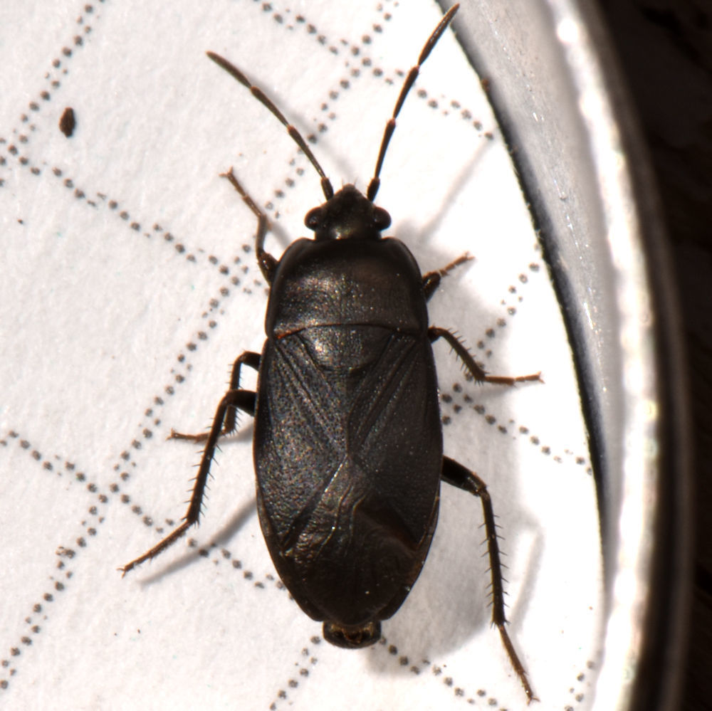 Umbrose Seed Bug