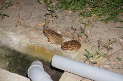 Rhinella marina