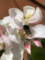 Bombus