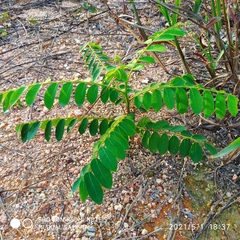 Adenanthera pavonina