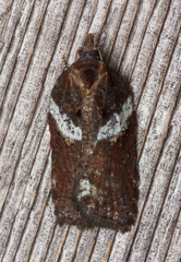 Acleris pulverosana