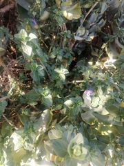 Barleria obtusa