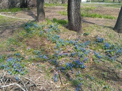 Corydalis turtschaninovii