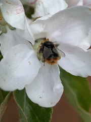 Bombus