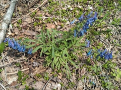Corydalis turtschaninovii