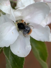 Bombus