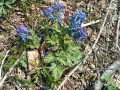 Corydalis turtschaninovii