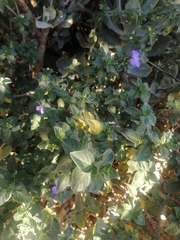Barleria obtusa