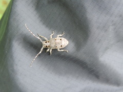 Mesosa curculionoides