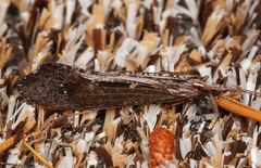 Glyphopsyche irrorata
