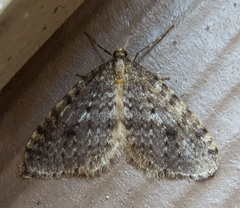 Operophtera occidentalis