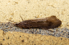Glyphopsyche irrorata