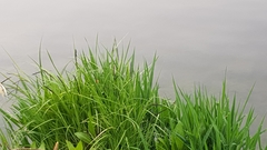 Hemerocallis lilioasphodelus