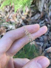 Echinopogon caespitosus