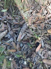 Echinopogon caespitosus