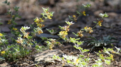 Acmispon decumbens decumbens