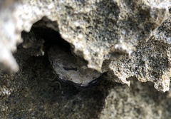 Isognomon californicus