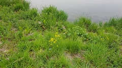 Hemerocallis lilioasphodelus