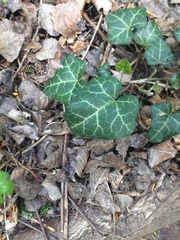 Hedera helix