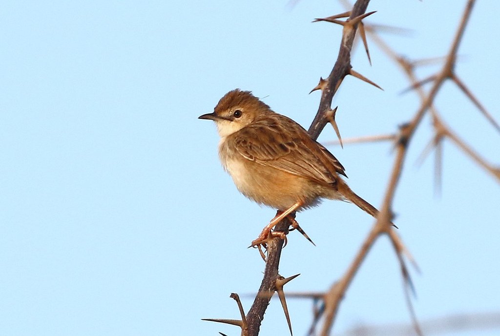 Madagascar Cisticola photo