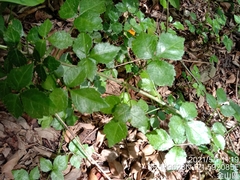 Eleutherococcus trifoliatus setosus