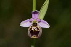 Ophrys fuciflora elatior