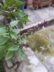 Ocimum basilicum