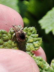 Sciaphobus squalidus