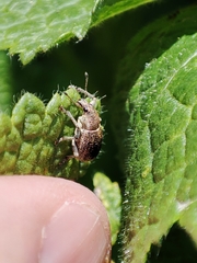 Sciaphobus squalidus