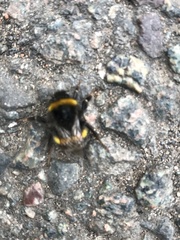 Bombus