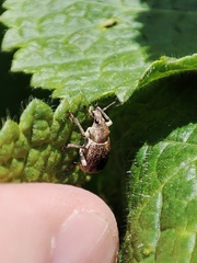 Sciaphobus squalidus