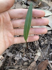 Cryptostylis subulata
