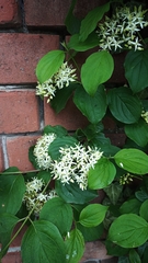 Cornus sanguinea