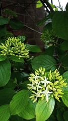 Cornus sanguinea